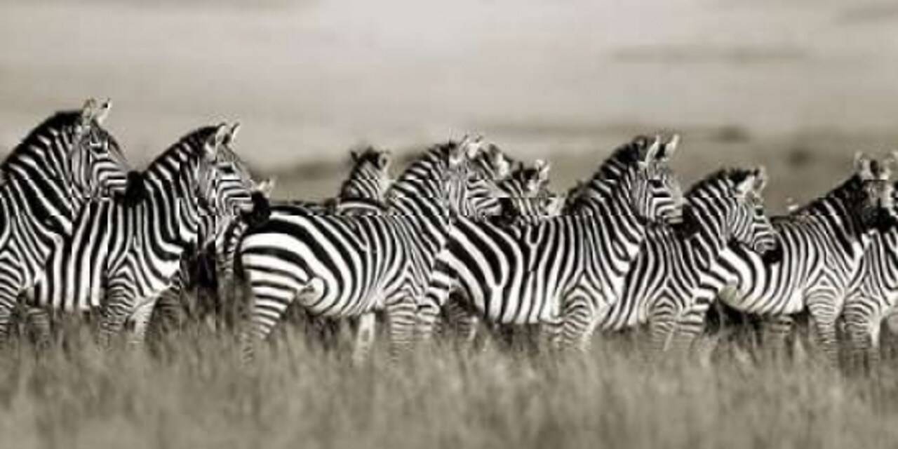 Grant''s zebra, Masai Mara, Kenya Poster Print by Frank Krahmer - Item # VARPDX2FK3123